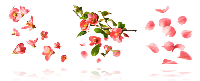 set with  beautiful spring pink flowers flying in the air isolated on the white background. Levitation conception. High resolution image