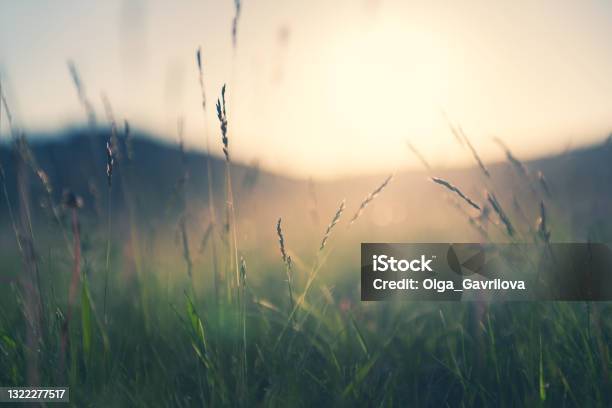 Wildes Gras In Den Bergen Bei Sonnenuntergang Stockfoto und mehr Bilder von Natur - Natur, Beschaulichkeit, Landschaft