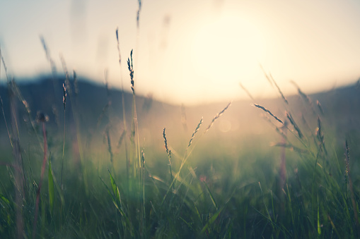 Wild grass in the mountains at sunset. Macro image, shallow depth of field. Vintage filter. Summer nature background.