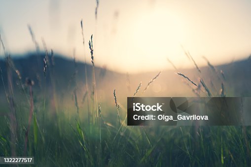 istock Wild grass in the mountains at sunset. 1322277517