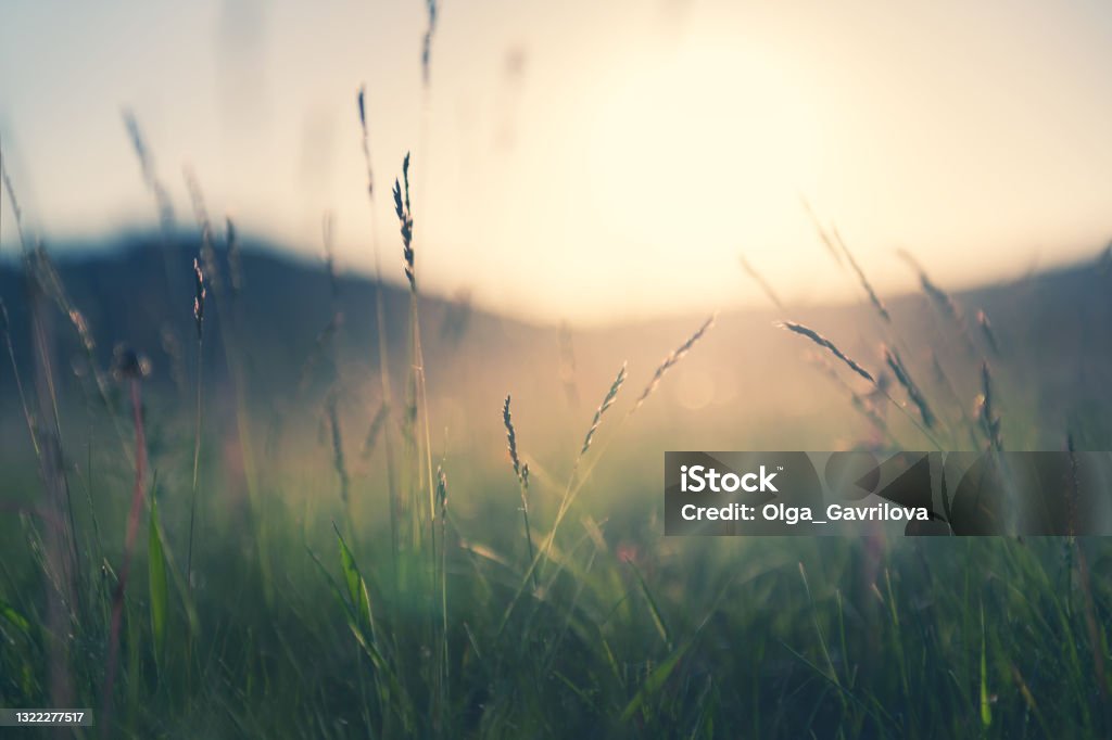Wild grass in the mountains at sunset. Wild grass in the mountains at sunset. Macro image, shallow depth of field. Vintage filter. Summer nature background. Nature Stock Photo