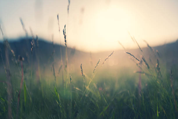 wild grass in the mountains at sunset. - tranquilidade imagens e fotografias de stock