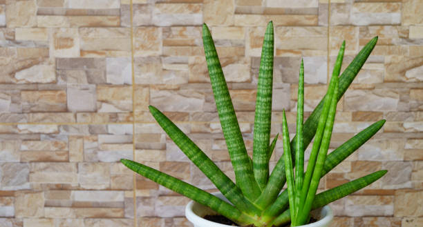 istock Dracaena angolensis placed next to the tiled wall 1322277589
