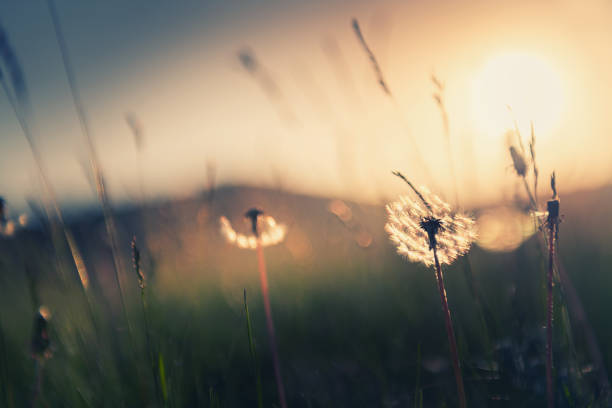 istock Wild grass with dandelions in the mountains at sunset. 1322277623