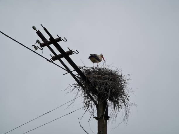 istock Stork in a nest on a pole. Stork on an electric pole. 1322277795