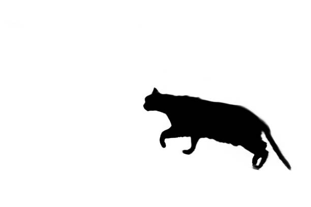 Silhouette of a running cat.
