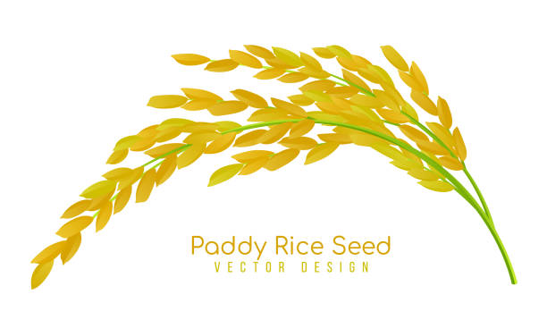 desain vektor benih padi kuning - paddy ilustrasi stok