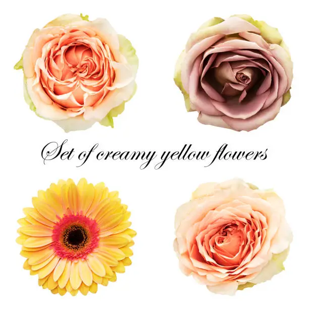 Set of different flowers: ash pink rose, orange-cream rose, yellow-red gerbera. Flowers on a white background. Objects for graphic design.