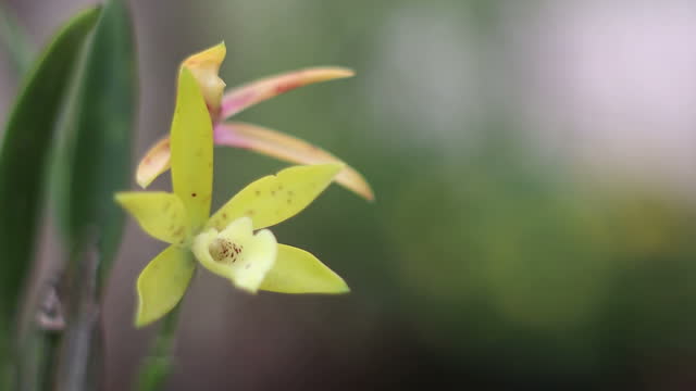 Yellow orchid blossom in natural light background in the garden