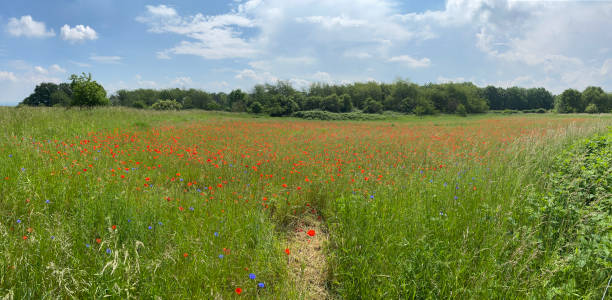 istock Panoramic view of a red poppy field. Germany, Europe. 1322280574