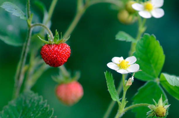 istock Fragaria vesca, commonly called wild strawberry, showing flower and fruit 1322280892