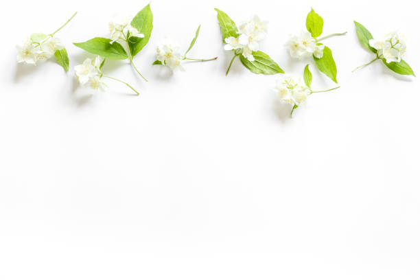 istock Summer flowers - jasmine with green leaves, top view 1322283843