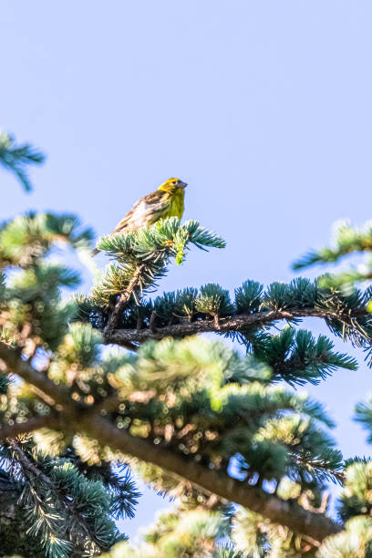 European Serin on a tree branch The Serin cini is the smallest of the European fringilles. It has a large head with a thick bill, a fairly compact body and a rather short tail. serin stock pictures, royalty-free photos & images