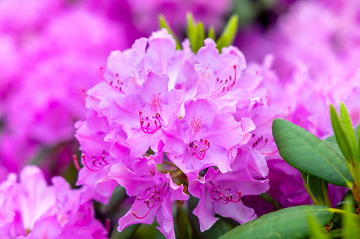 Rhododendron blooming flowers in the spring garden. Pacific rhododendron. Pink California rosebay. Evergreen shrub. Hybrid Pontic Rhododendron in springtime. Spring flower. Pink Flower petals