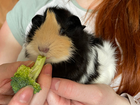 Stock photo showing a female sow, orange / brown / ginger, black and white short-hair abyssinian guinea pig (tortoiseshell colours and pattern) being held by an unrecognisable person.   This variety of guinea pig / cavy (abyssinian) has short hair with multiple rosettes and is ideal as a pet, since its hair stays neat, without tangling, and requires minimal brushing.