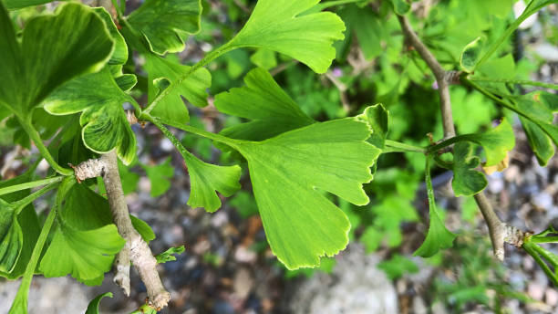 close-up image of heart-shaped green ginkgo biloba leaves, maidenhair tree / living fossil endangered species, elevated view - ginkgo ginkgo tree chinese medicine healthcare and medicine imagens e fotografias de stock