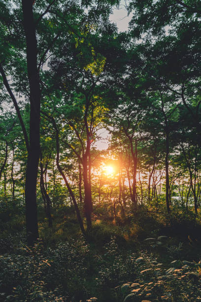 istock The Forest At Sunrise 1322284286