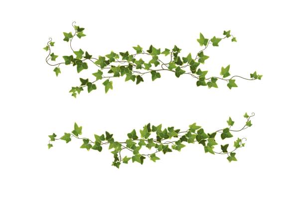 illustrazioni stock, clip art, cartoni animati e icone di tendenza di illustrazione vettoriale del cartone animato del ramo vegetale di ivy. vite rampicante. - ivy vine frame leaf