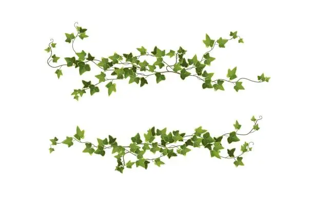 Vector illustration of Ivy plant branch cartoon vector illustration. Climbing vine.