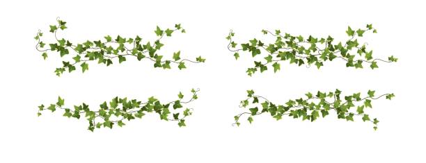 illustrazioni stock, clip art, cartoni animati e icone di tendenza di illustrazione vettoriale del cartone animato del ramo vegetale di ivy. vite rampicante. - ivy vine frame leaf