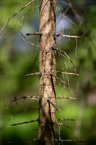 The trunk of a young, dried-up spruce. Short remains of branches stick out in different directions.