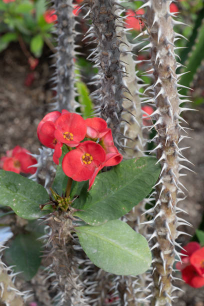 istock Euphorbia Milii Crown of Thorns 1322284801