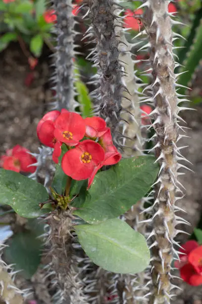 Photo of Euphorbia Milii Crown of Thorns