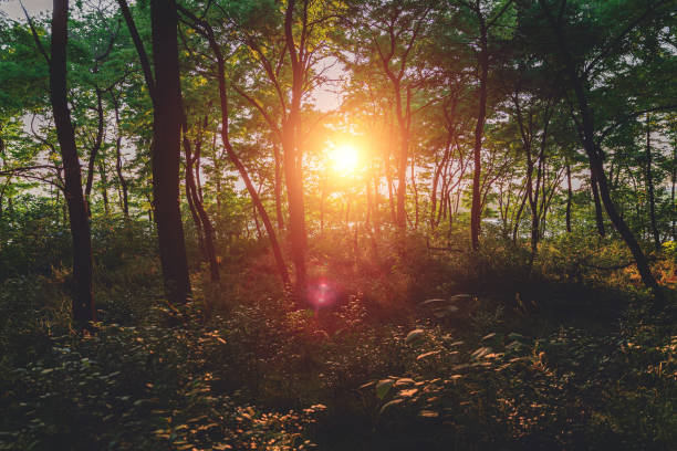 istock The Forest At Sunrise 1322286102