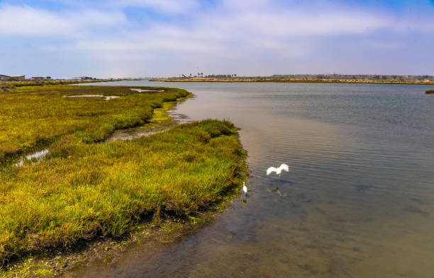 istock Bolsa Chica has wet area. 1322286117