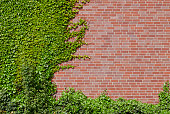 Modern brick wall partially covered with ivy