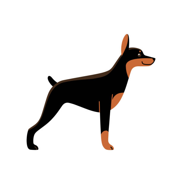 dog Doberman. Cute dog character. Vector illustration in cartoon style for poster, postcard. drawing of the doberman pinscher dogs stock illustrations