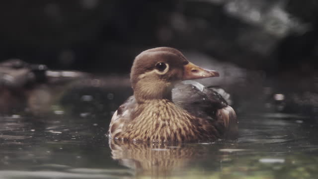 Beautiful close-up 4K video of swimming duck in profile view