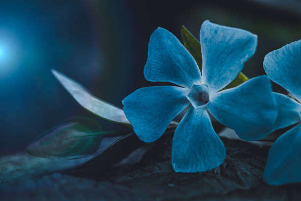 beautiful blue flower plant in spring season