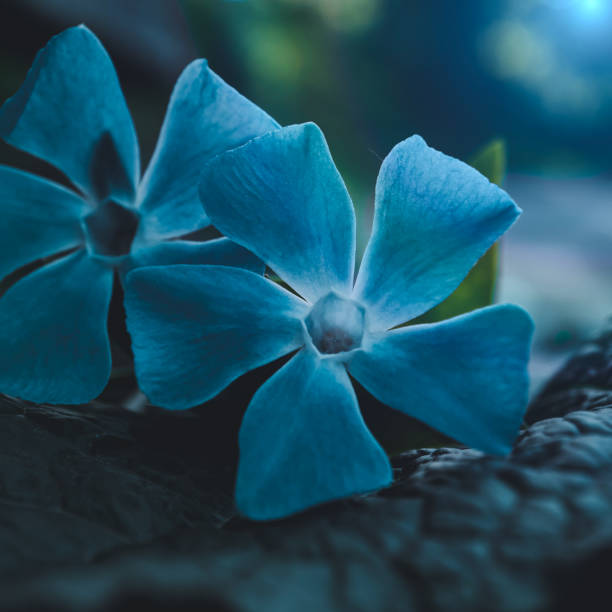 beautiful blue flower plant in spring season