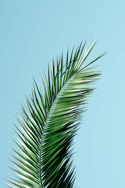 istock green palm tree leaves in spring season 1322289363