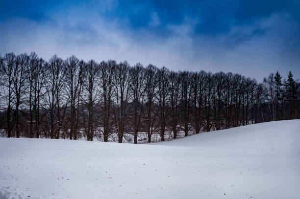 belle vue sur le paysage hivernal avec ciel bleu, forêt noire et sol blanc. jour de l’indépendance estonienne. - black forest forest sky blue photos et images de collection
