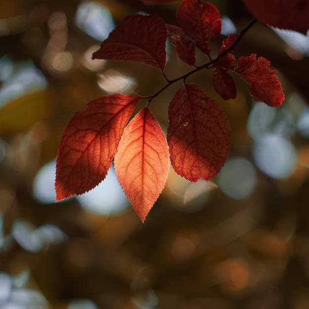 istock red tree leaves in autumn season 1322289683