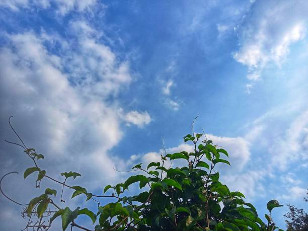 istock Leaves on a blue sky background 1322290009