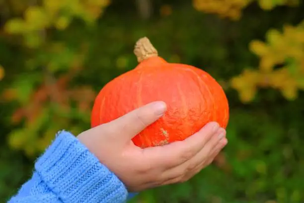 Hokkaido pumpkin.Autumn harvest of pumpkin.Farmed organic vegetables.Thanksgiving day and Halloween symbol. Pumpkin in the hands of a child . Autumn holidays.