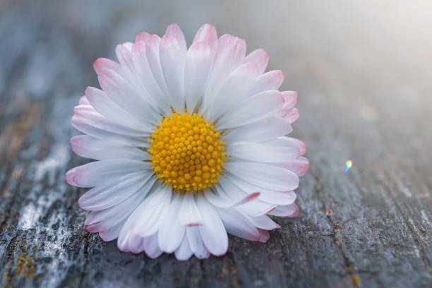 istock romantic daisy flower in spring season 1322290801