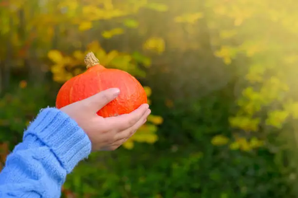 Hokkaido pumpkin.Autumn harvest of pumpkin.Farmed organic vegetables.Thanksgiving day and Halloween symbol. Pumpkin in the hands of a child in a blue knitted sweater.