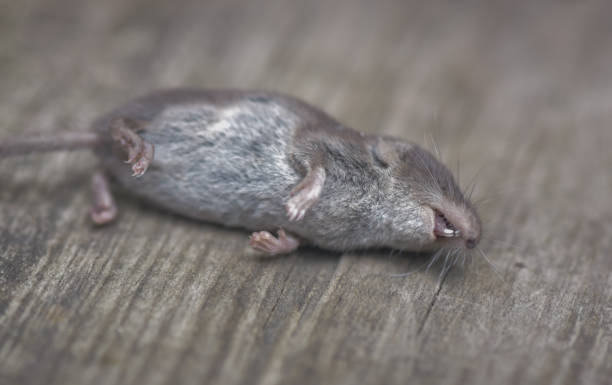 dead mouse shrew close up - dead animal mouse dead body death imagens e fotografias de stock