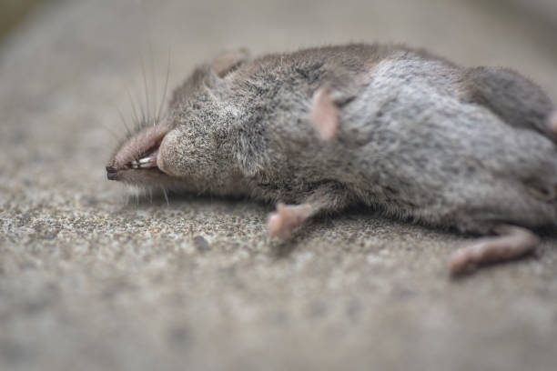 dead mouse shrew close up - dead animal mouse dead body death imagens e fotografias de stock