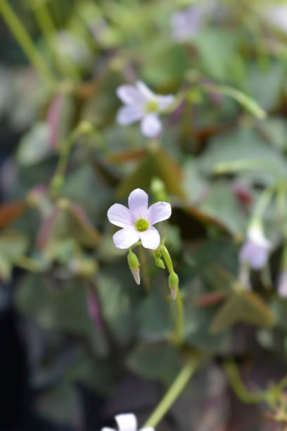 istock Purple shamrock Mijke 1322294441