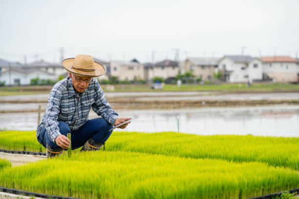 istock Senior farmer measuring new rice growth with a digital tablet 1322294572
