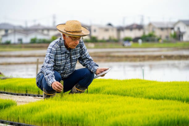 Senior farmer measuring new rice growth with a digital tablet Senior farmer measuring new rice growth with a digital tablet computer in rural Japan sustainable business stock pictures, royalty-free photos & images