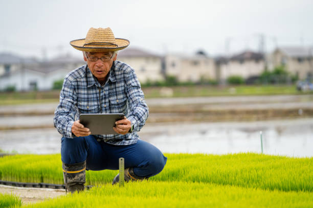 istock Senior farmer measuring new rice growth with a digital tablet 1322294707