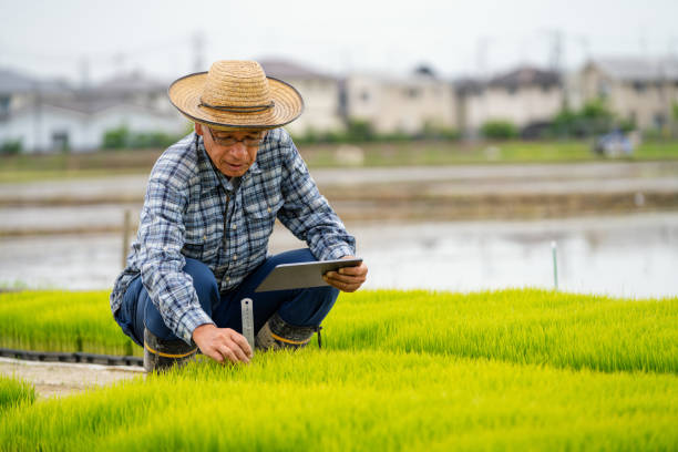 istock Senior farmer measuring new rice growth with a digital tablet 1322295244