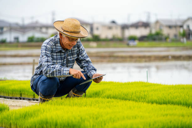istock Senior farmer measuring new rice growth with a digital tablet 1322295294