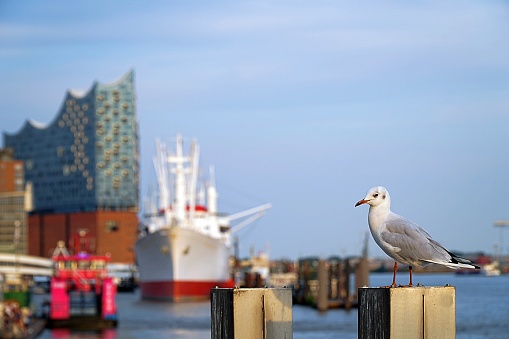 A gull standing at the Hamburg harbour